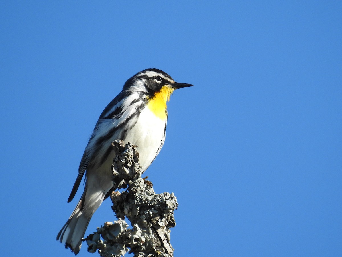 Yellow-throated Warbler - Wendi Leonard