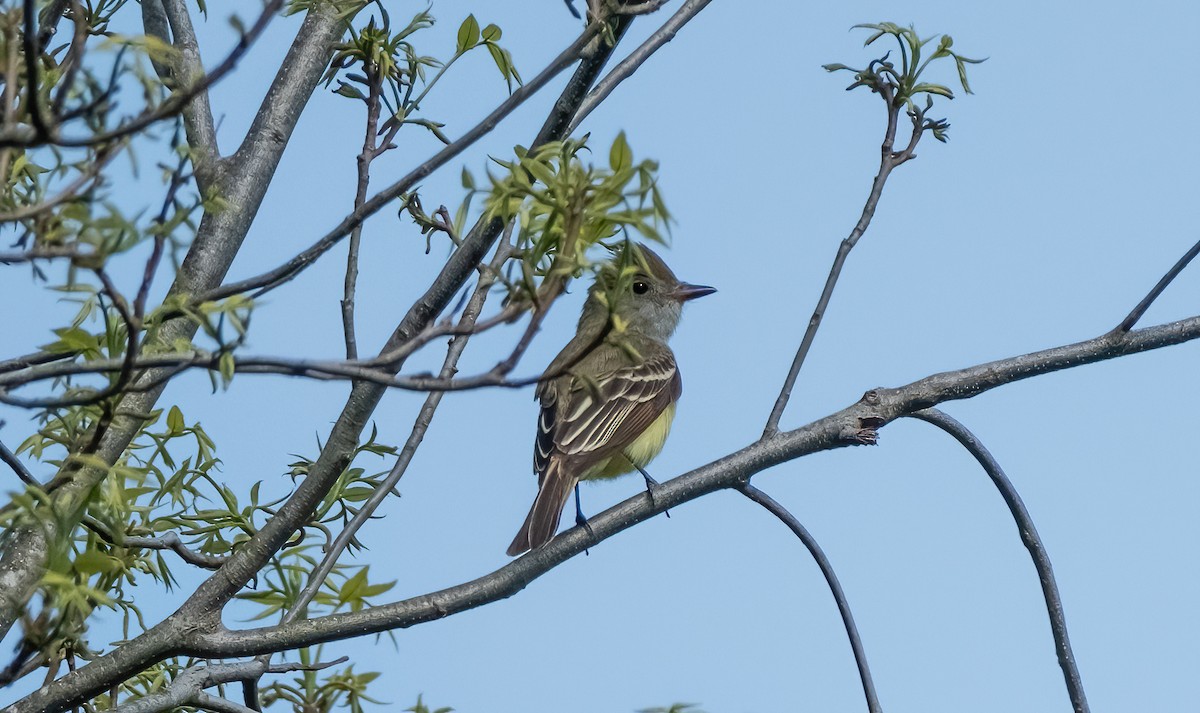 Great Crested Flycatcher - P Carl