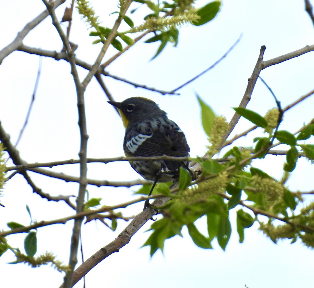 Yellow-rumped Warbler (Audubon's) - Susan Ringoen