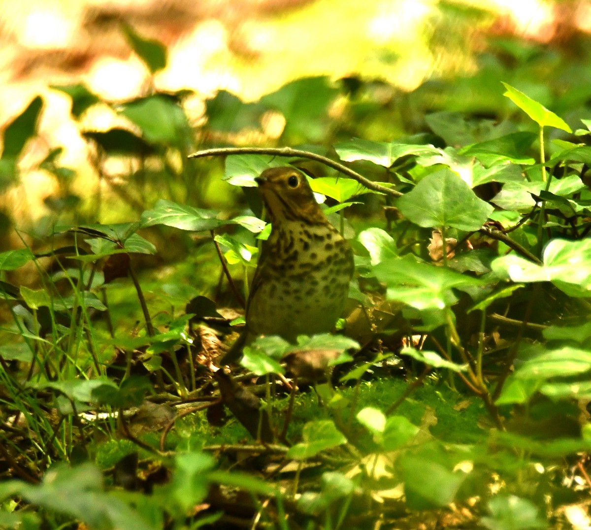 Swainson's Thrush - Alissa Milillo