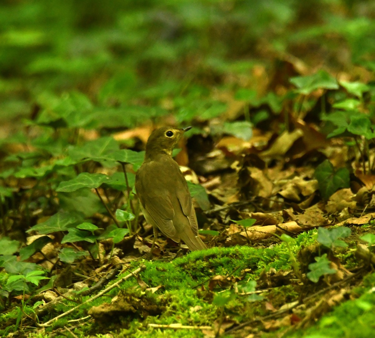 Swainson's Thrush - Alissa Milillo