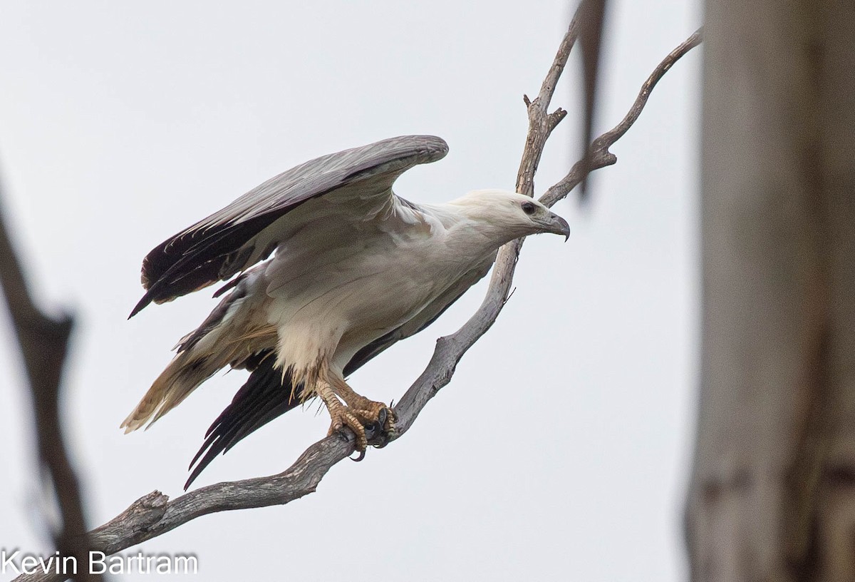 White-bellied Sea-Eagle - Kevin Bartram