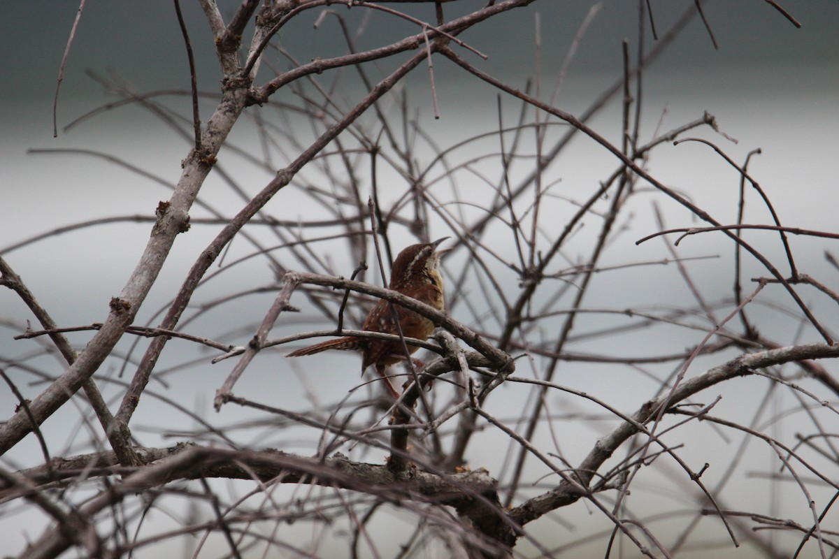 Carolina Wren - ML619056185