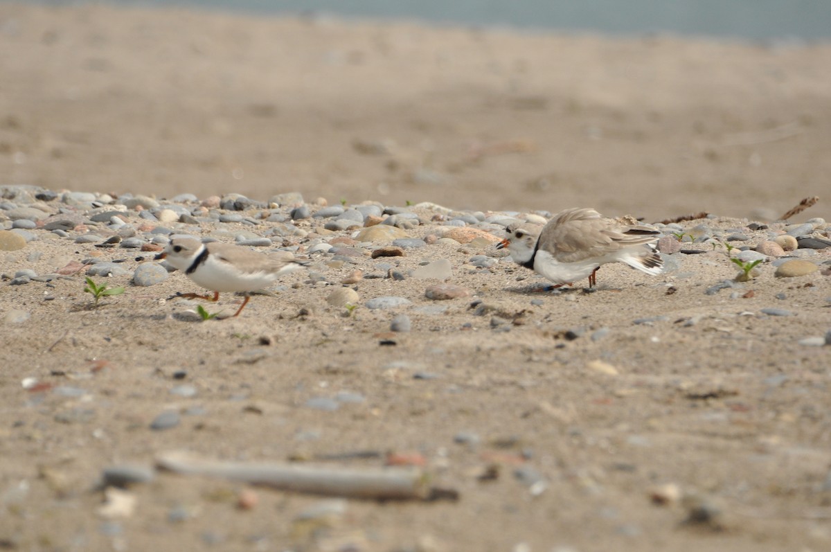 Piping Plover - Sam Collins