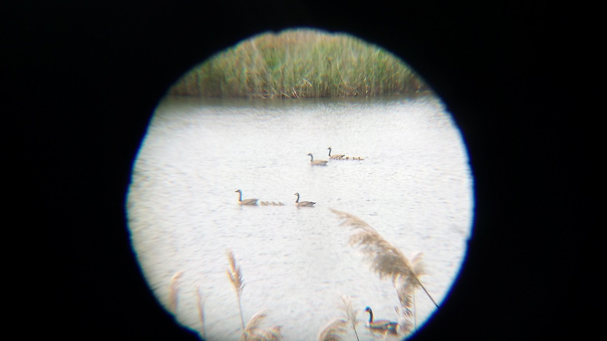 Canada Goose - Ade Ben-Sal.