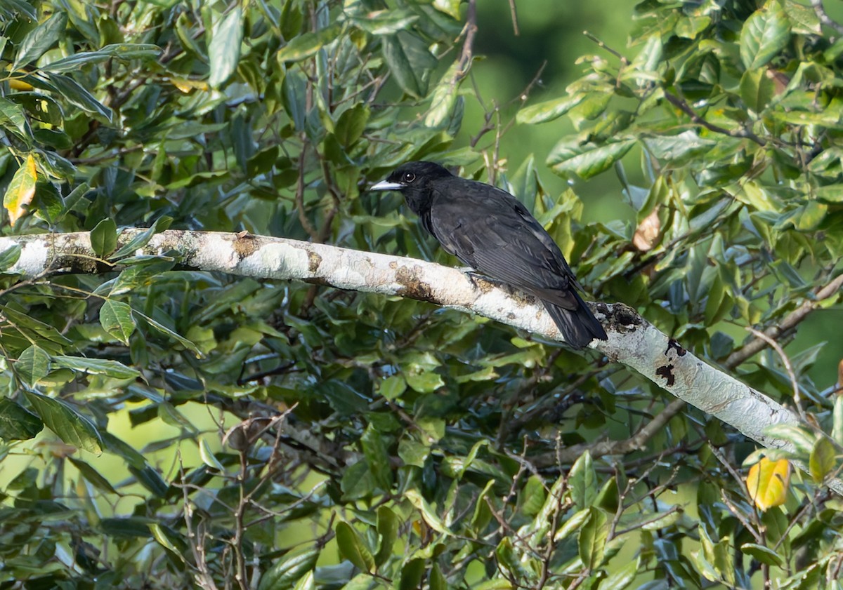 Purple-throated Fruitcrow - Joe Aliperti