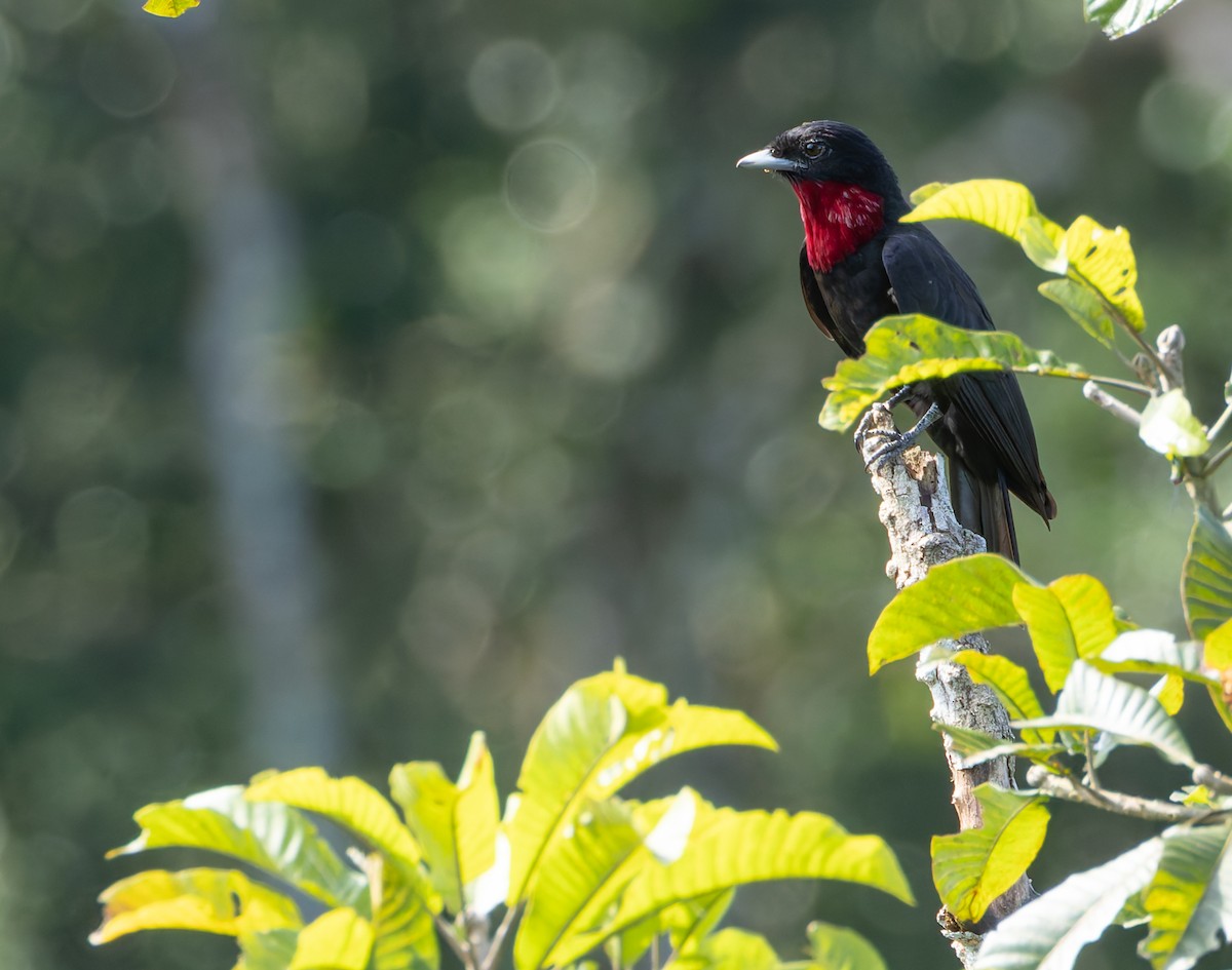 Purple-throated Fruitcrow - Joe Aliperti