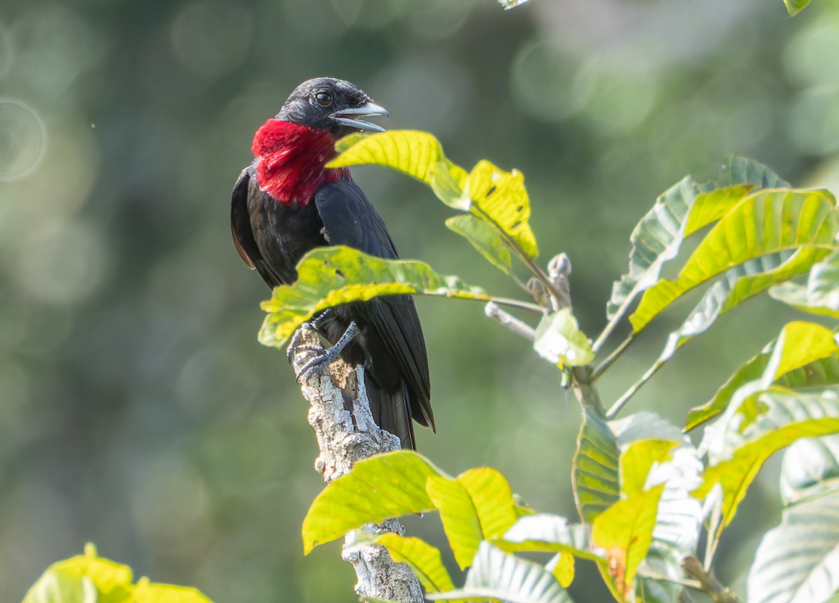 Purple-throated Fruitcrow - Joe Aliperti