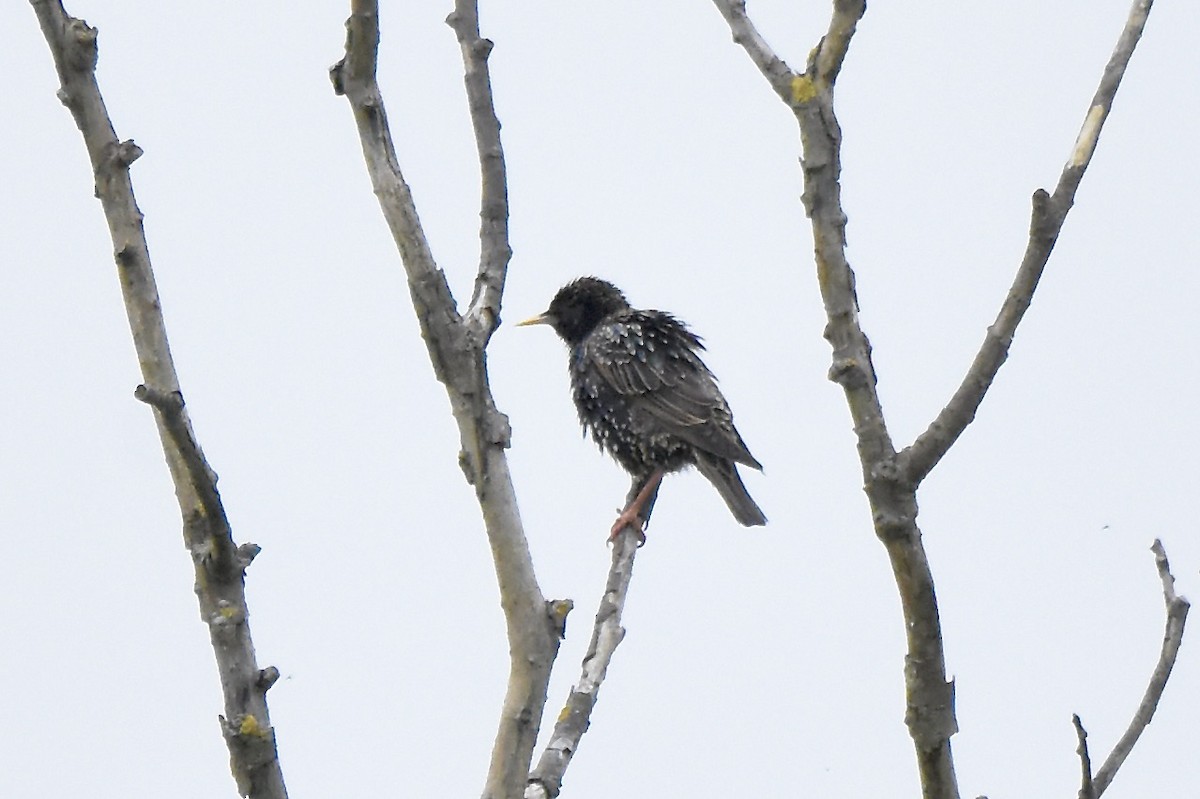 European Starling - ML619056241