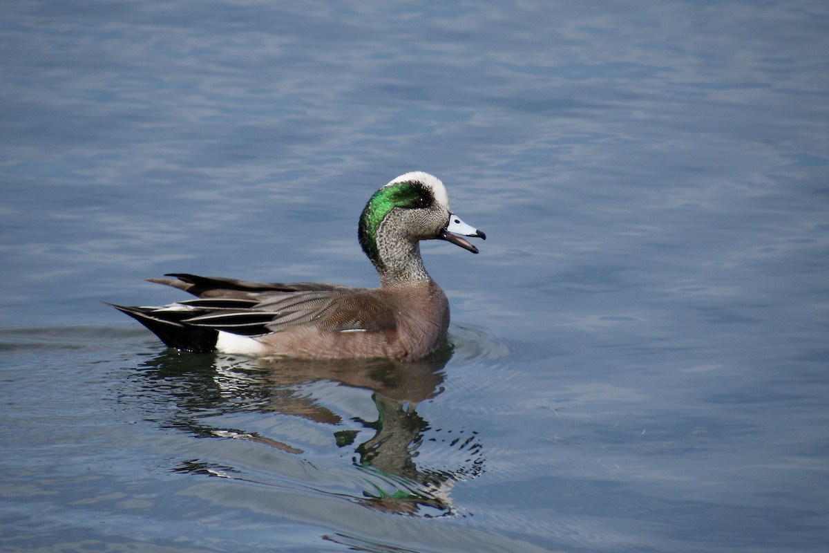 American Wigeon - Melina Watson