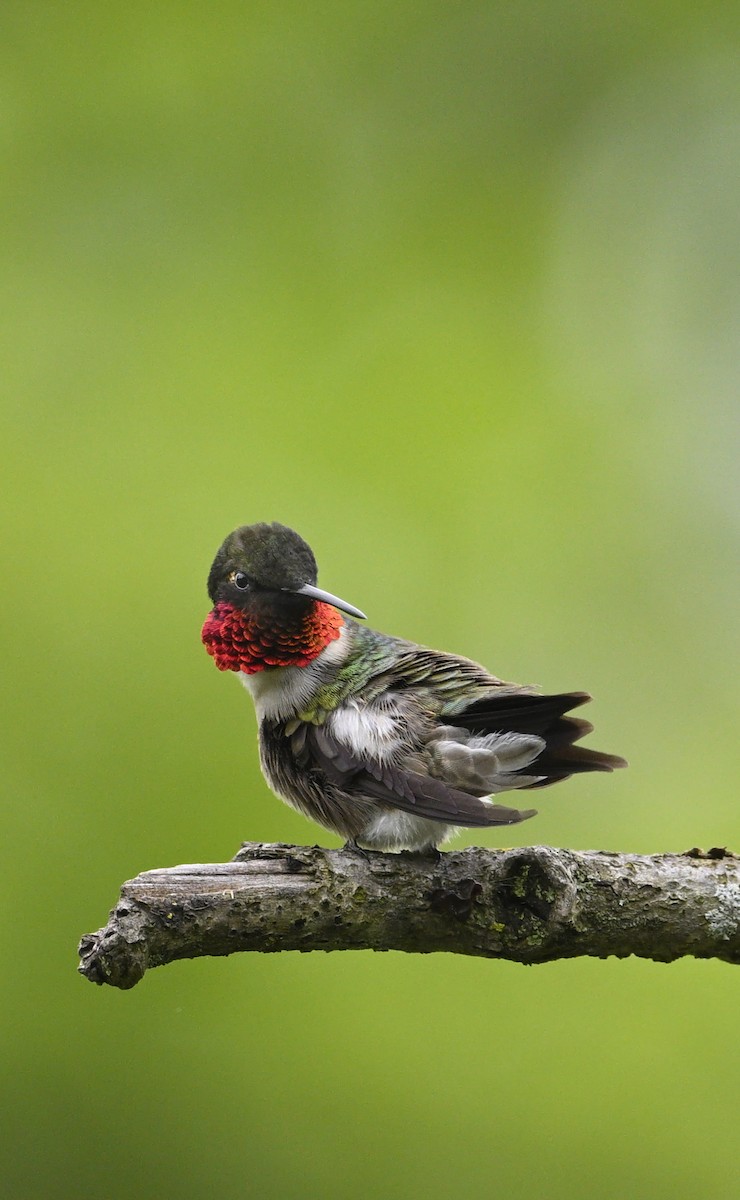 Ruby-throated Hummingbird - steve sampson