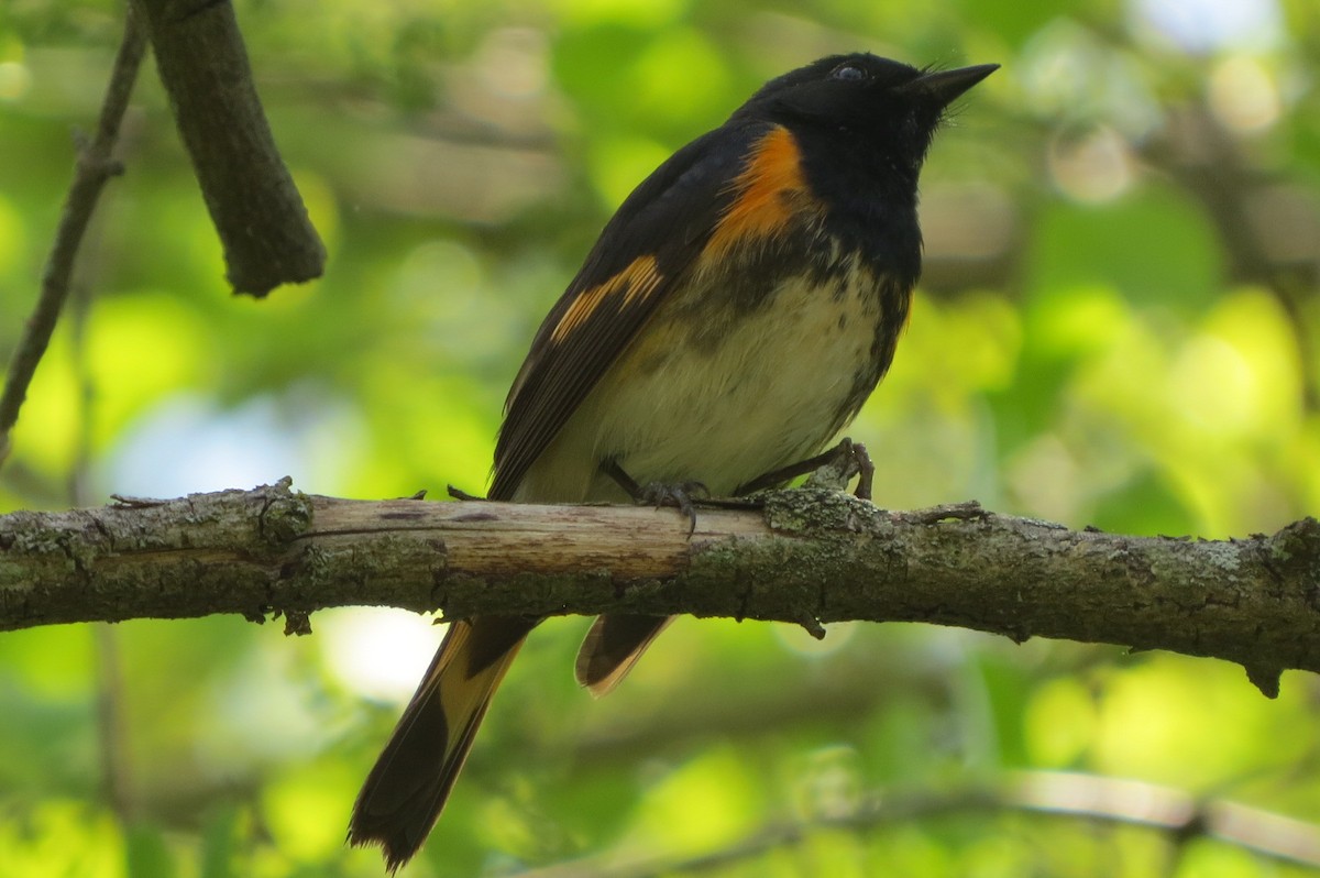 American Redstart - suzanne pudelek