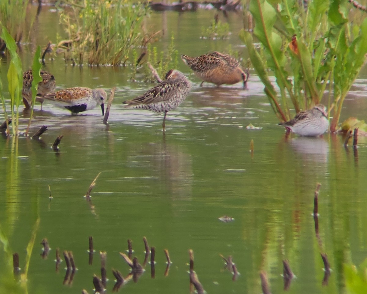 Long-billed Dowitcher - ML619056259