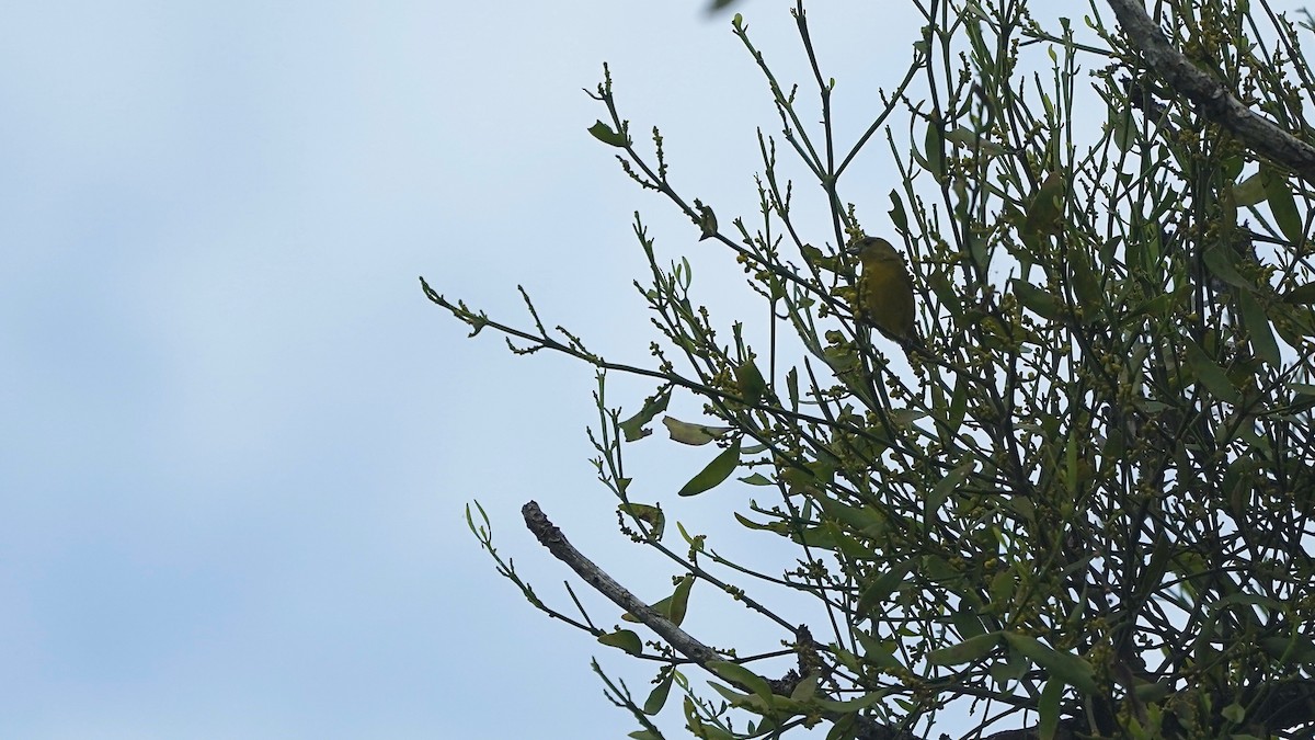 Yellow-crowned Euphonia - Indira Thirkannad