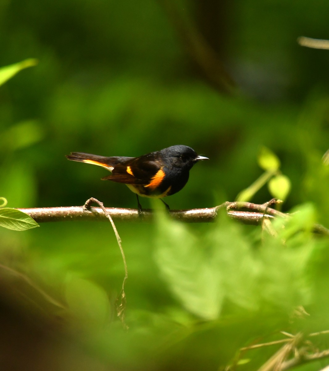 American Redstart - ML619056266