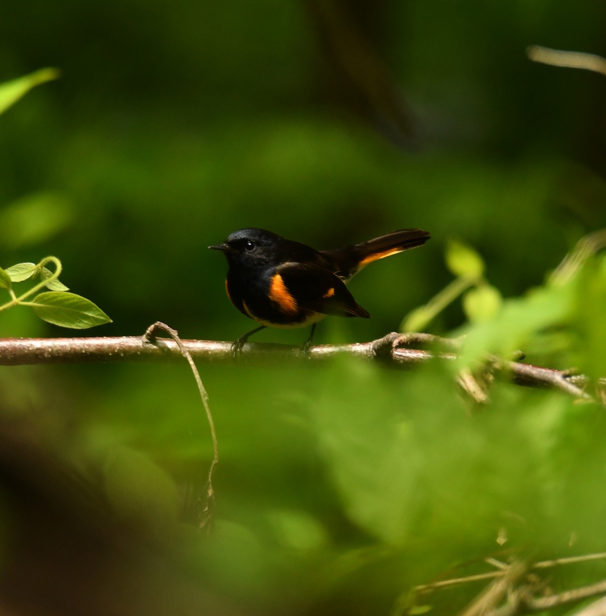 American Redstart - Alissa Milillo