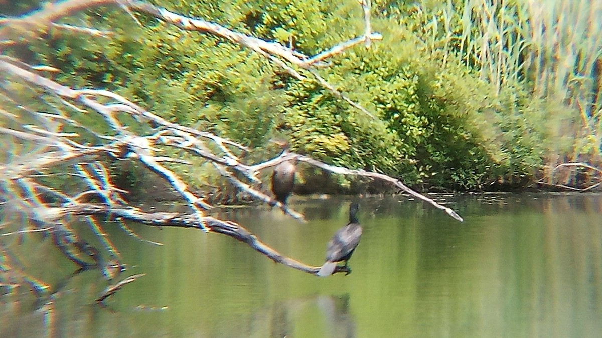 Double-crested Cormorant - Ade Ben-Sal.