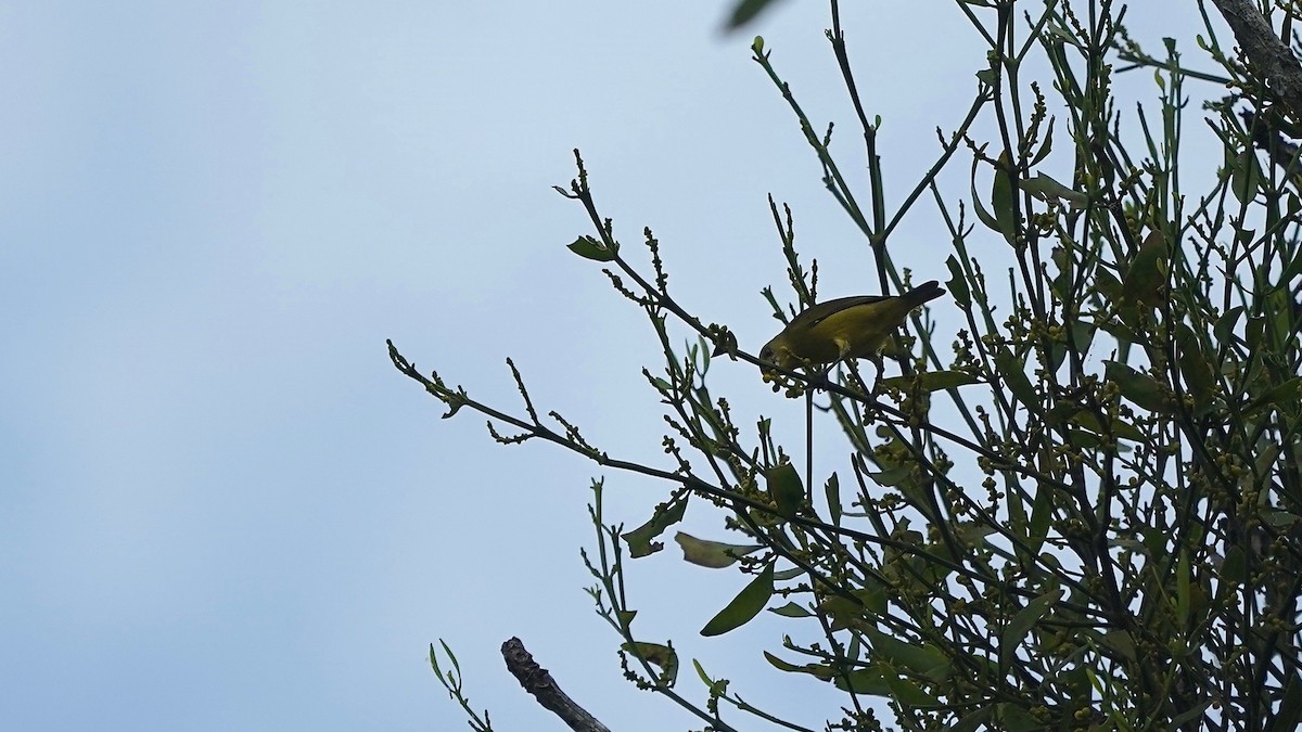 Yellow-crowned Euphonia - Indira Thirkannad