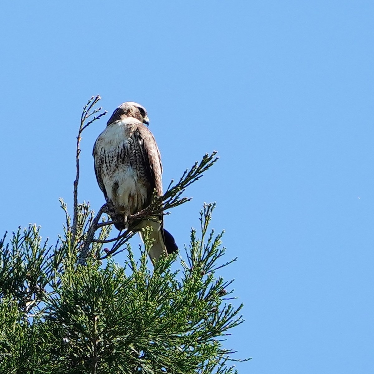 Red-tailed Hawk - mang mike