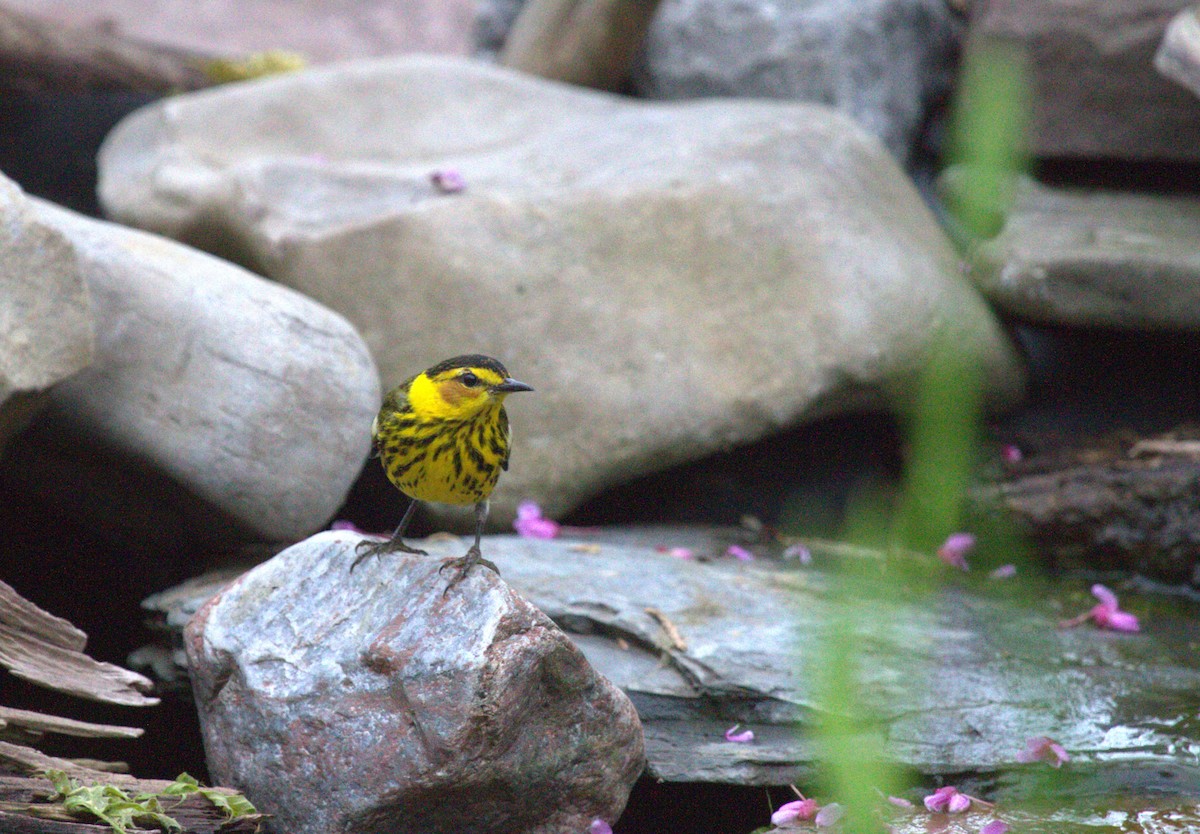 Cape May Warbler - ML619056292