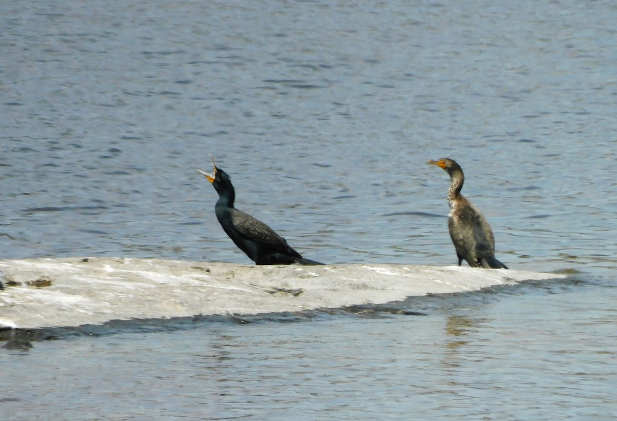 Double-crested Cormorant - ML619056297