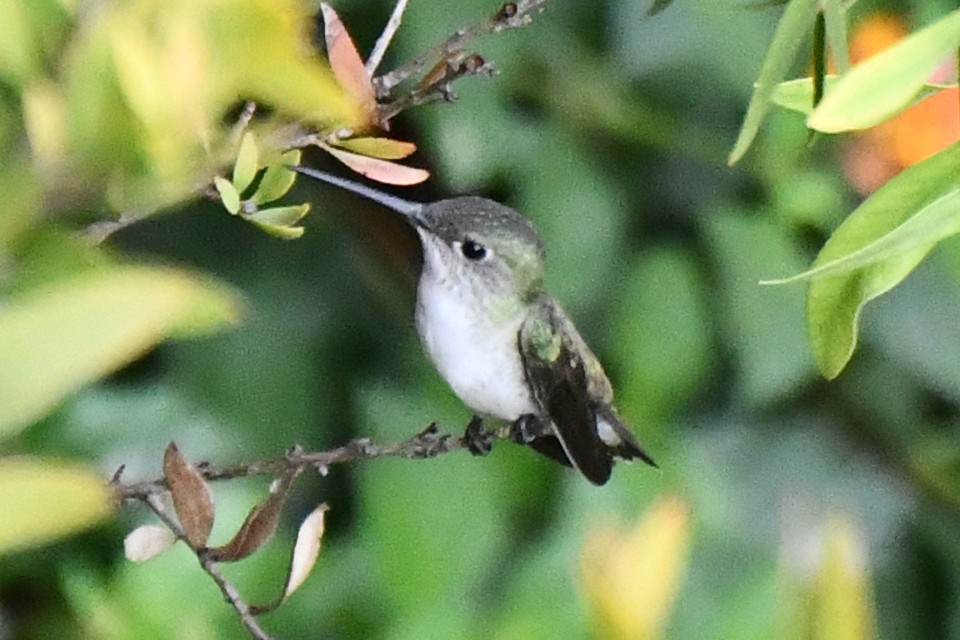 White-bellied Hummingbird - Juan Francisco Arrachea