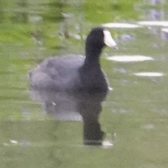 American Coot - Wally Taylor