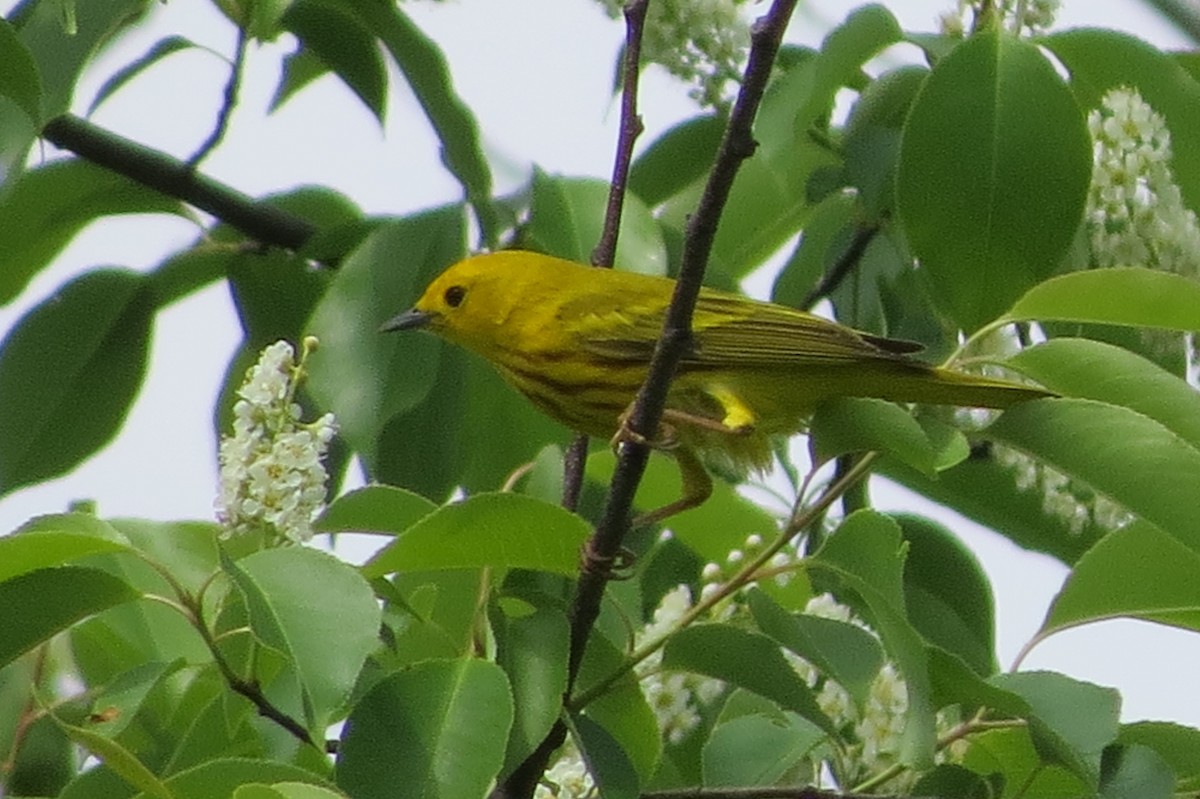 Yellow Warbler - suzanne pudelek