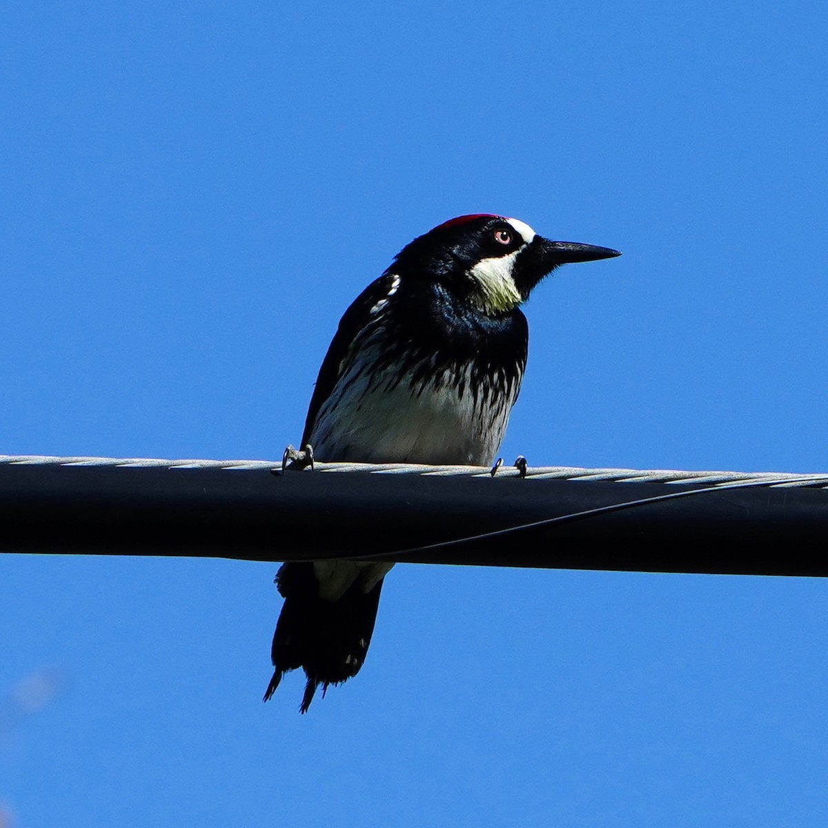 Acorn Woodpecker - ML619056331