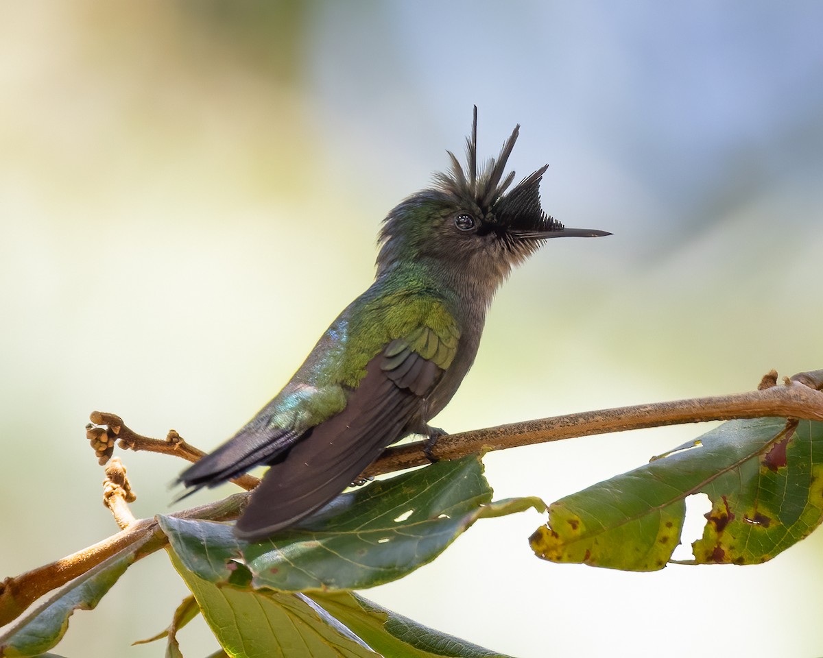 Antillean Crested Hummingbird - ML619056333