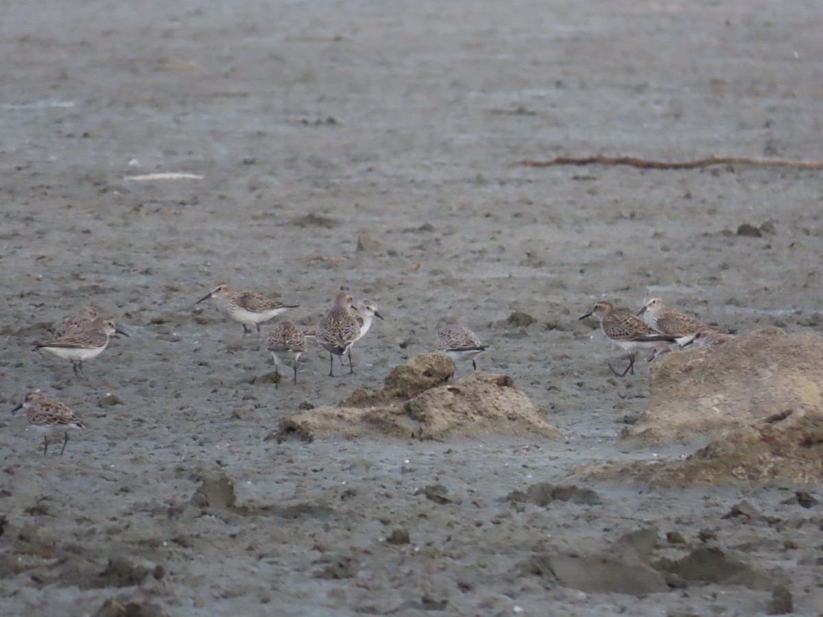 Semipalmated Sandpiper - ML619056335