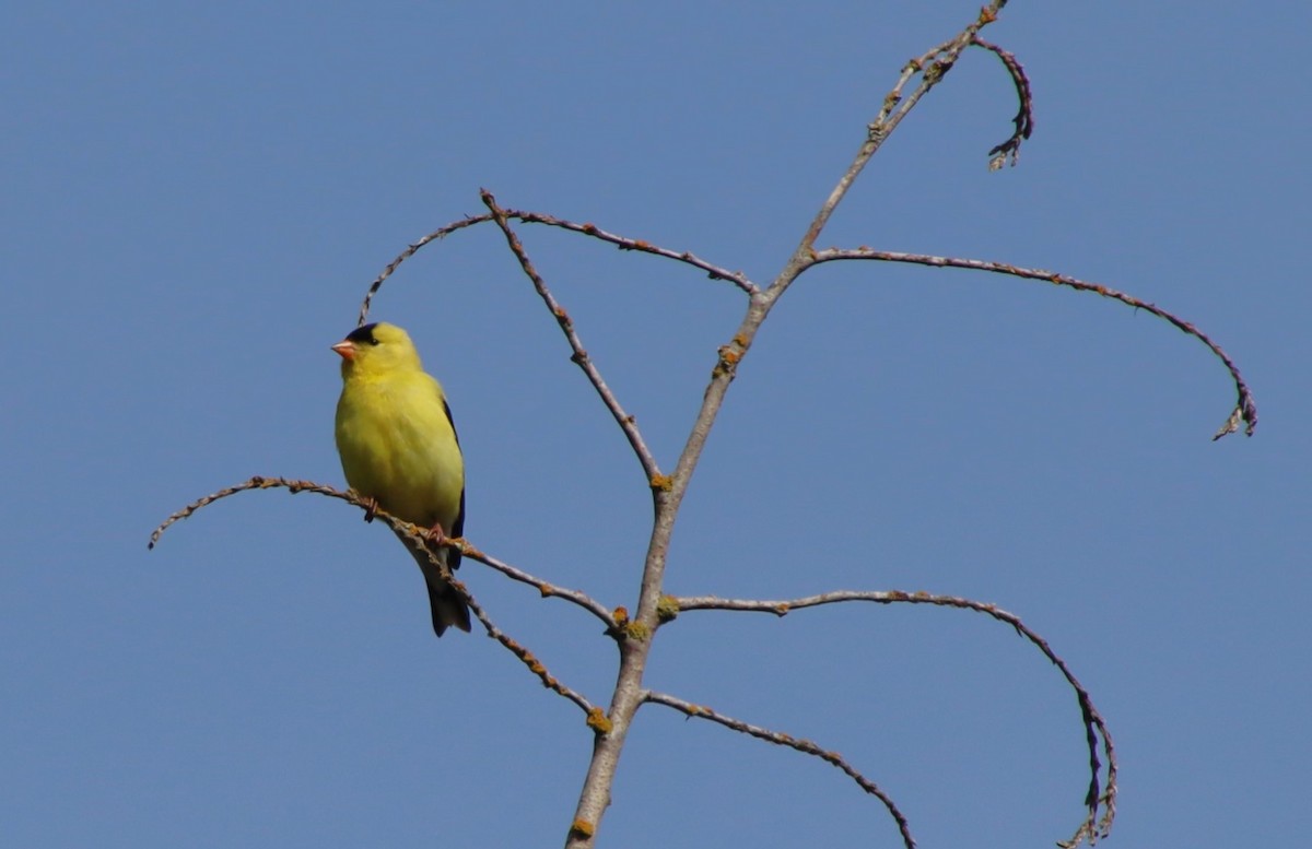 American Goldfinch - ML619056338