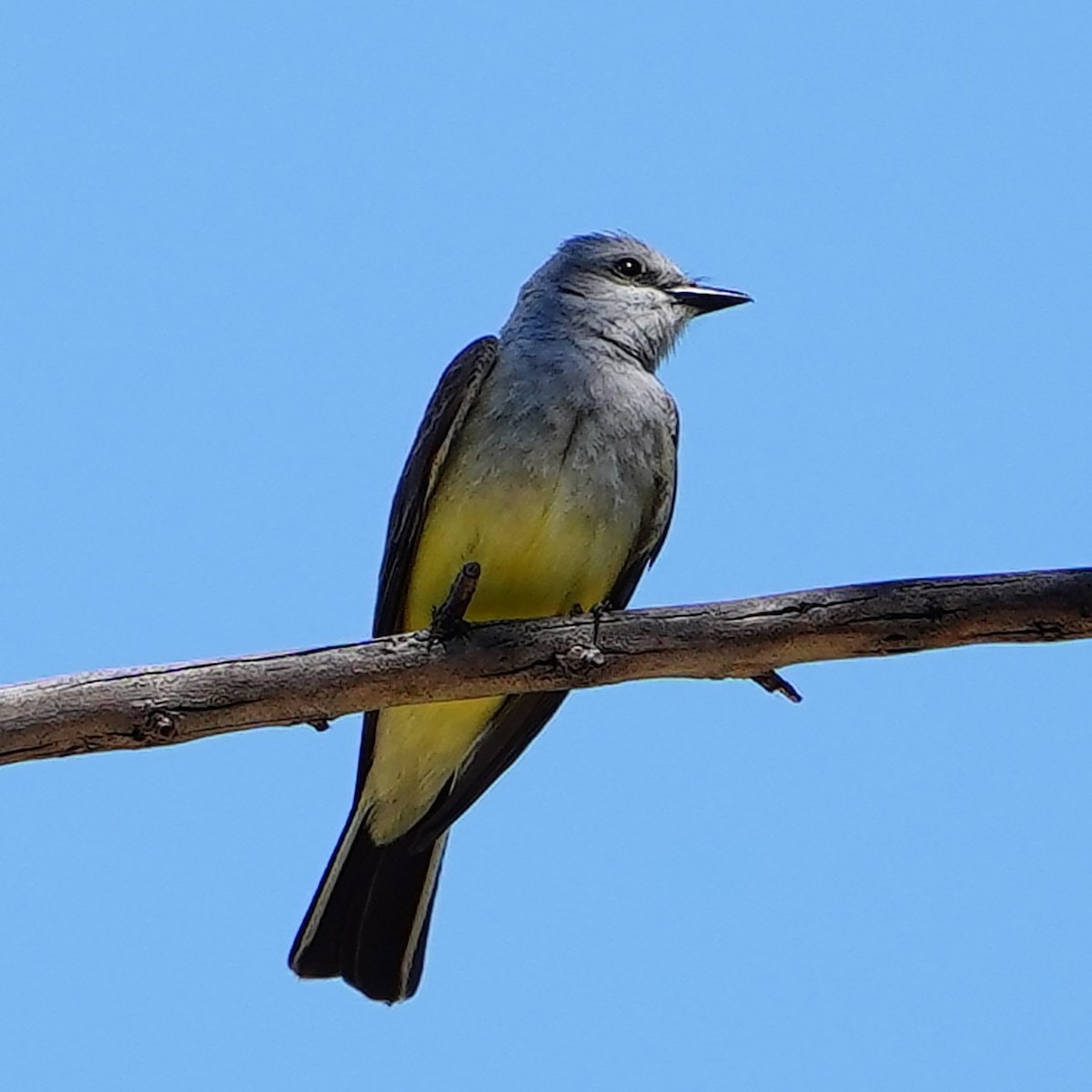 Western Kingbird - ML619056369