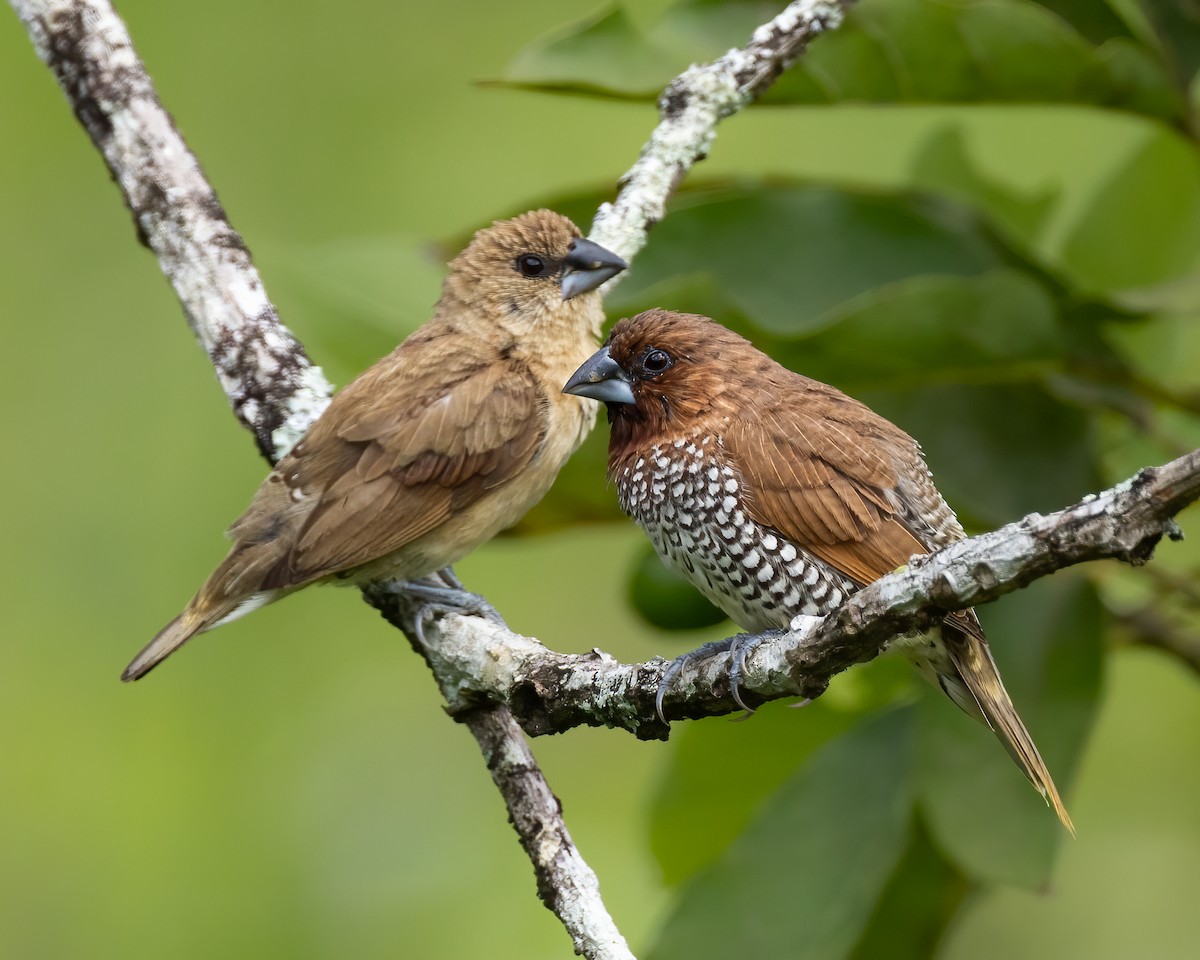 Scaly-breasted Munia - ML619056371