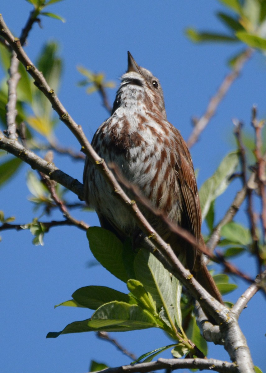 Song Sparrow - Cathy Pasterczyk