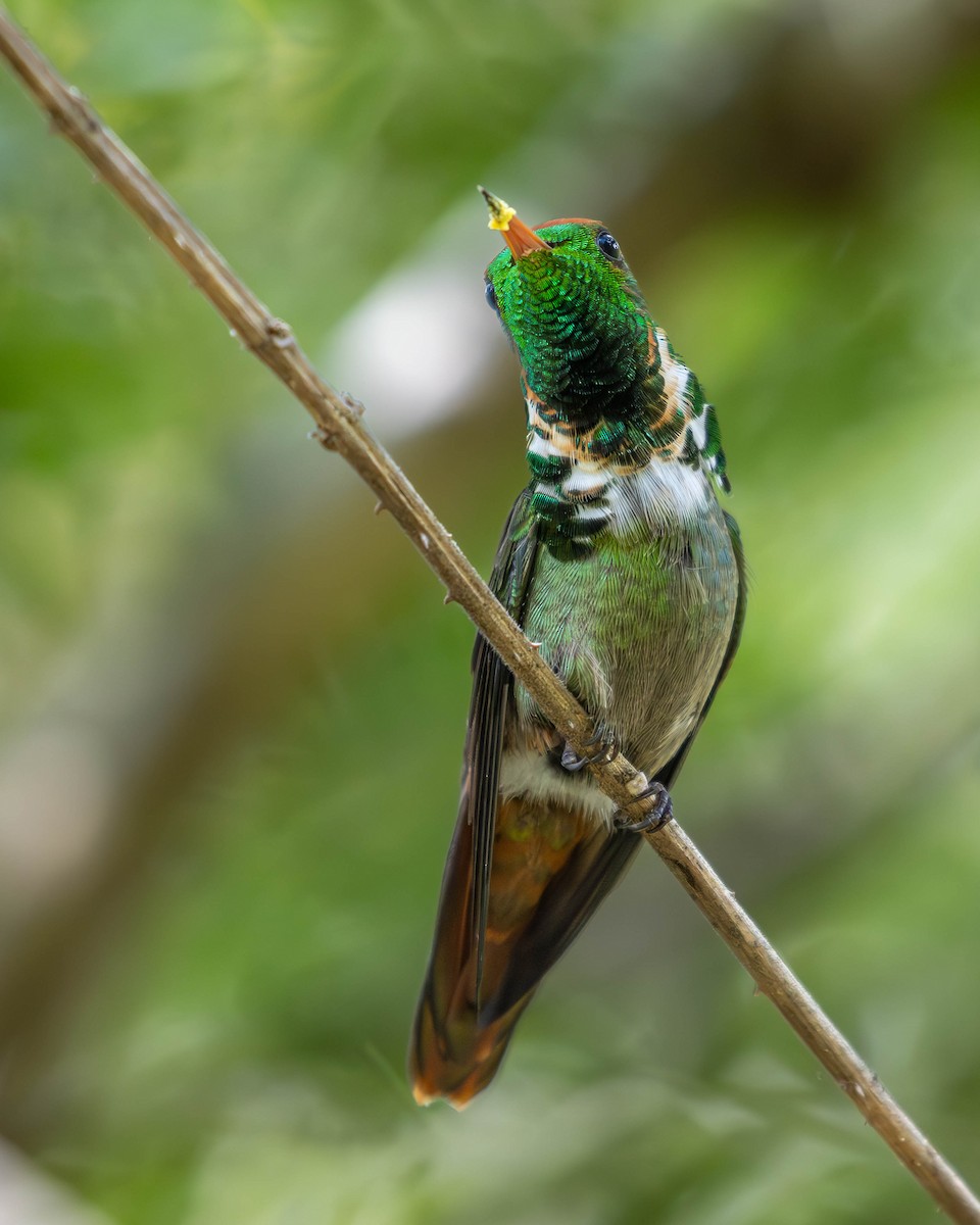 Frilled Coquette - Katia Oliveira