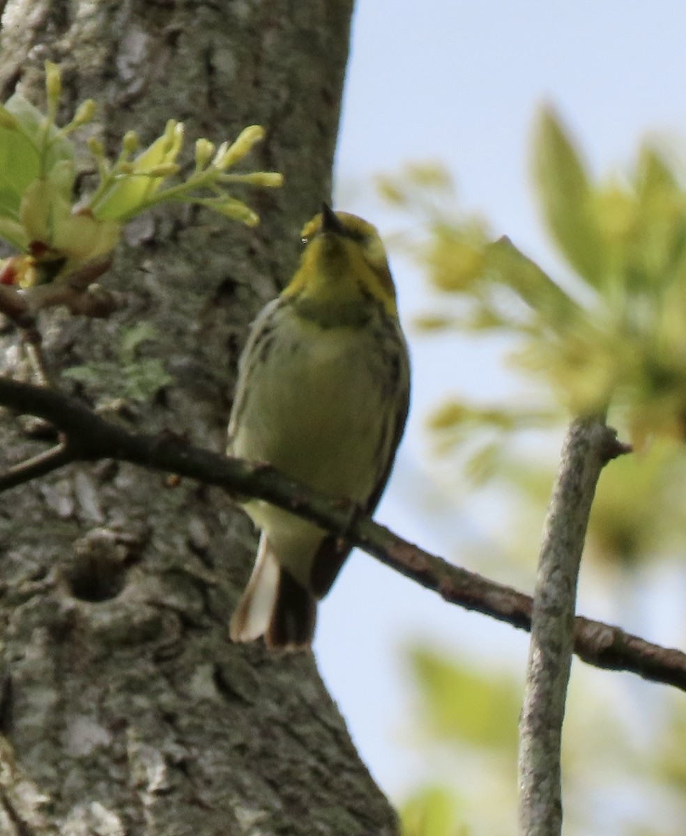 Black-throated Green Warbler - ML619056382