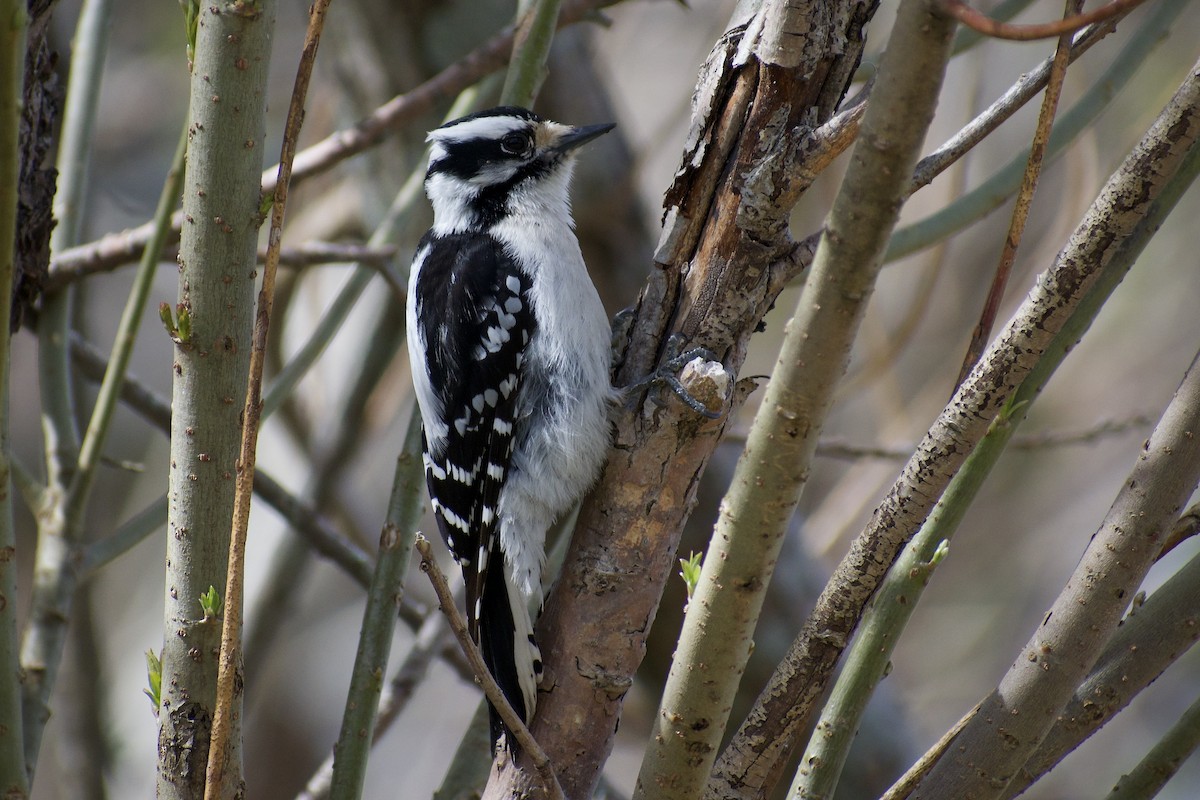 Downy Woodpecker - ML619056386