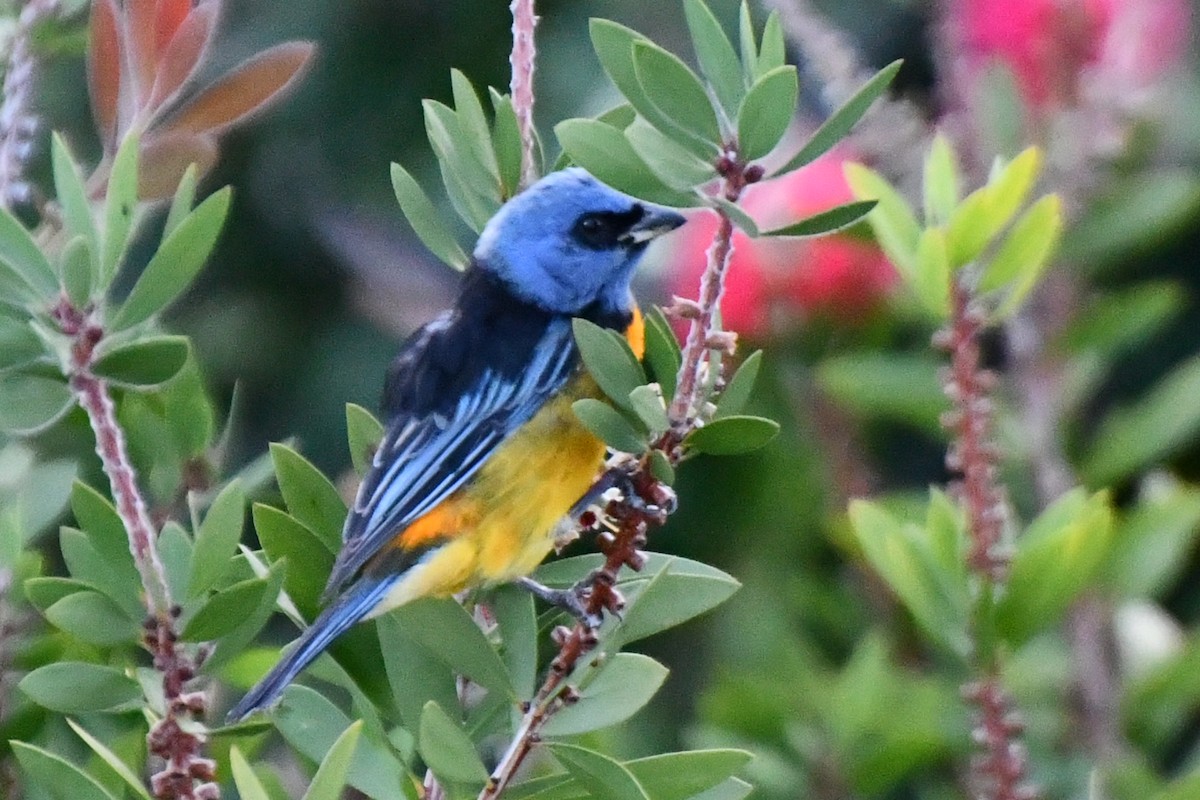 Blue-and-yellow Tanager - Juan Francisco Arrachea