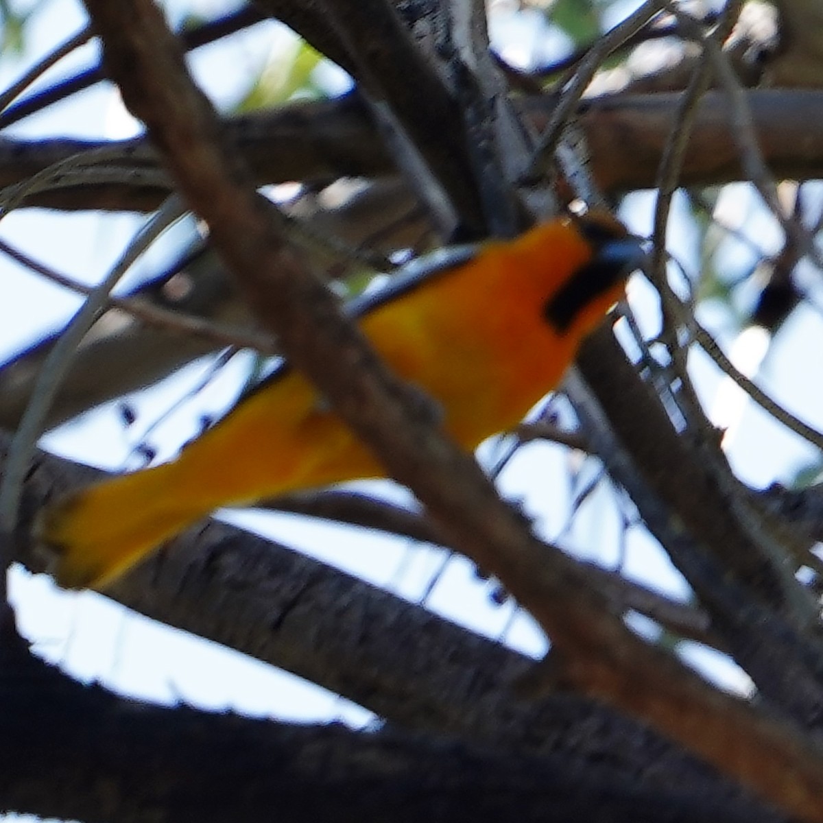 Hooded Oriole - mang mike