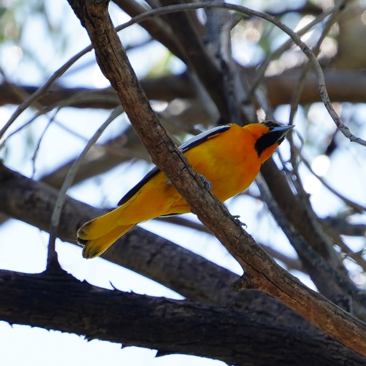 Hooded Oriole - mang mike