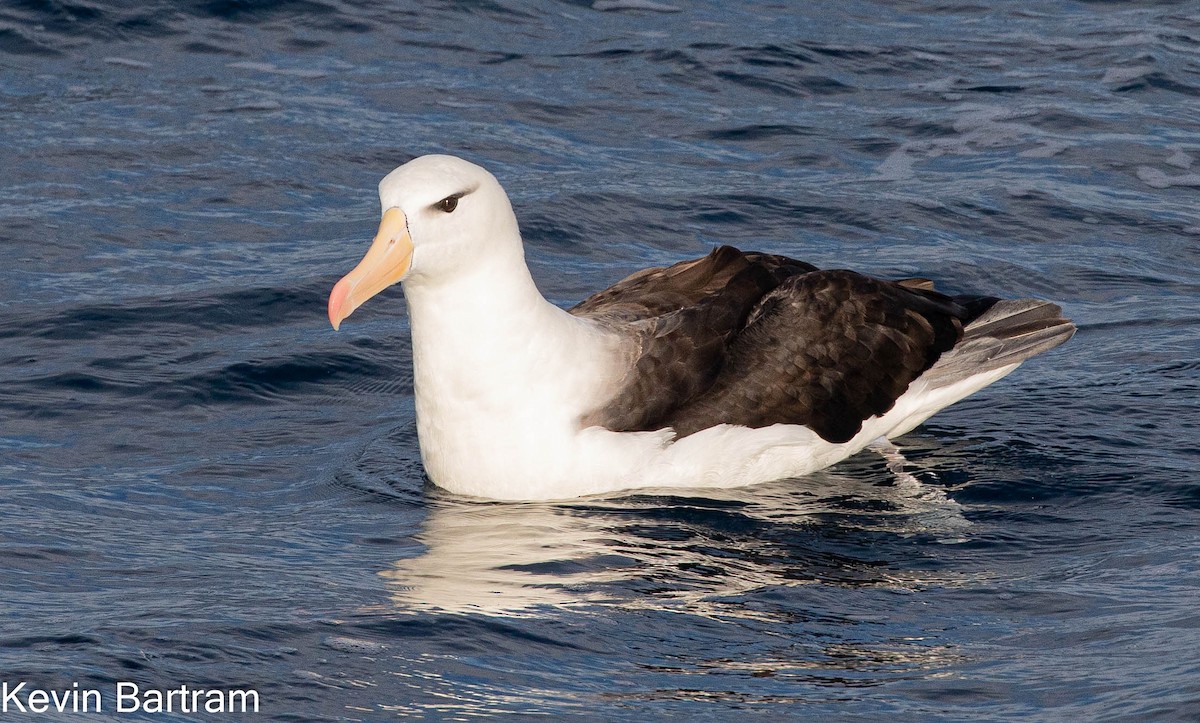 Black-browed Albatross (Black-browed) - Kevin Bartram