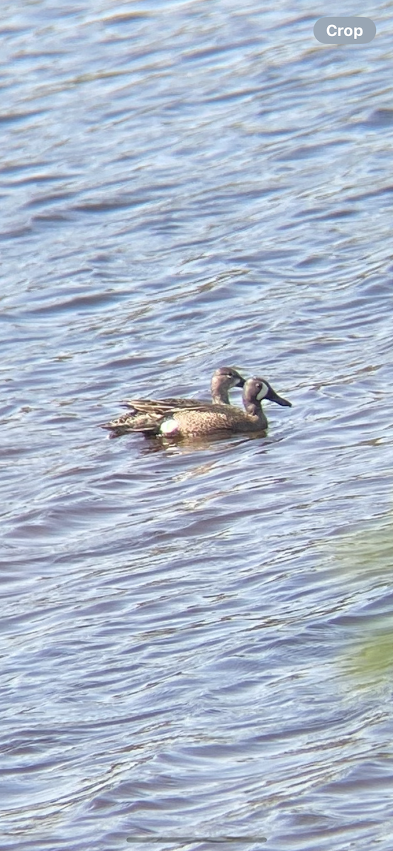 Blue-winged Teal - ML619056414