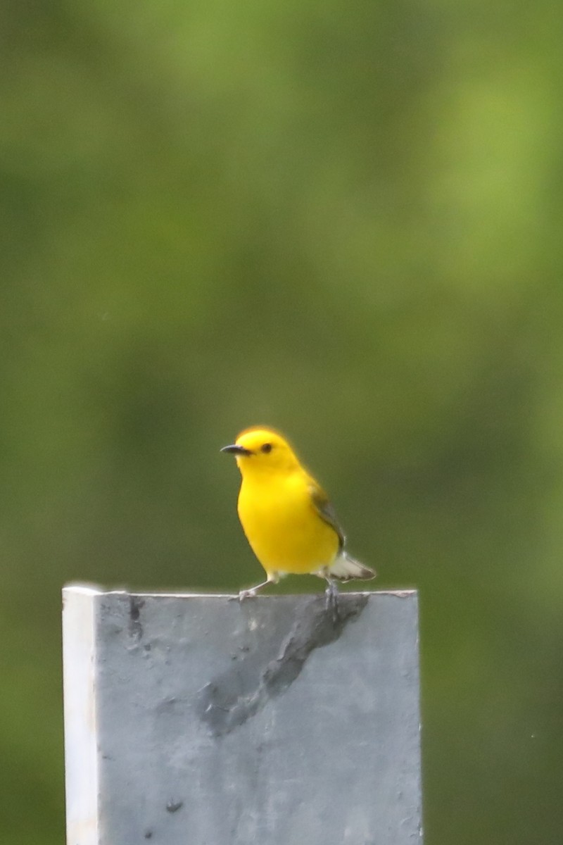 Prothonotary Warbler - Emily Holcomb