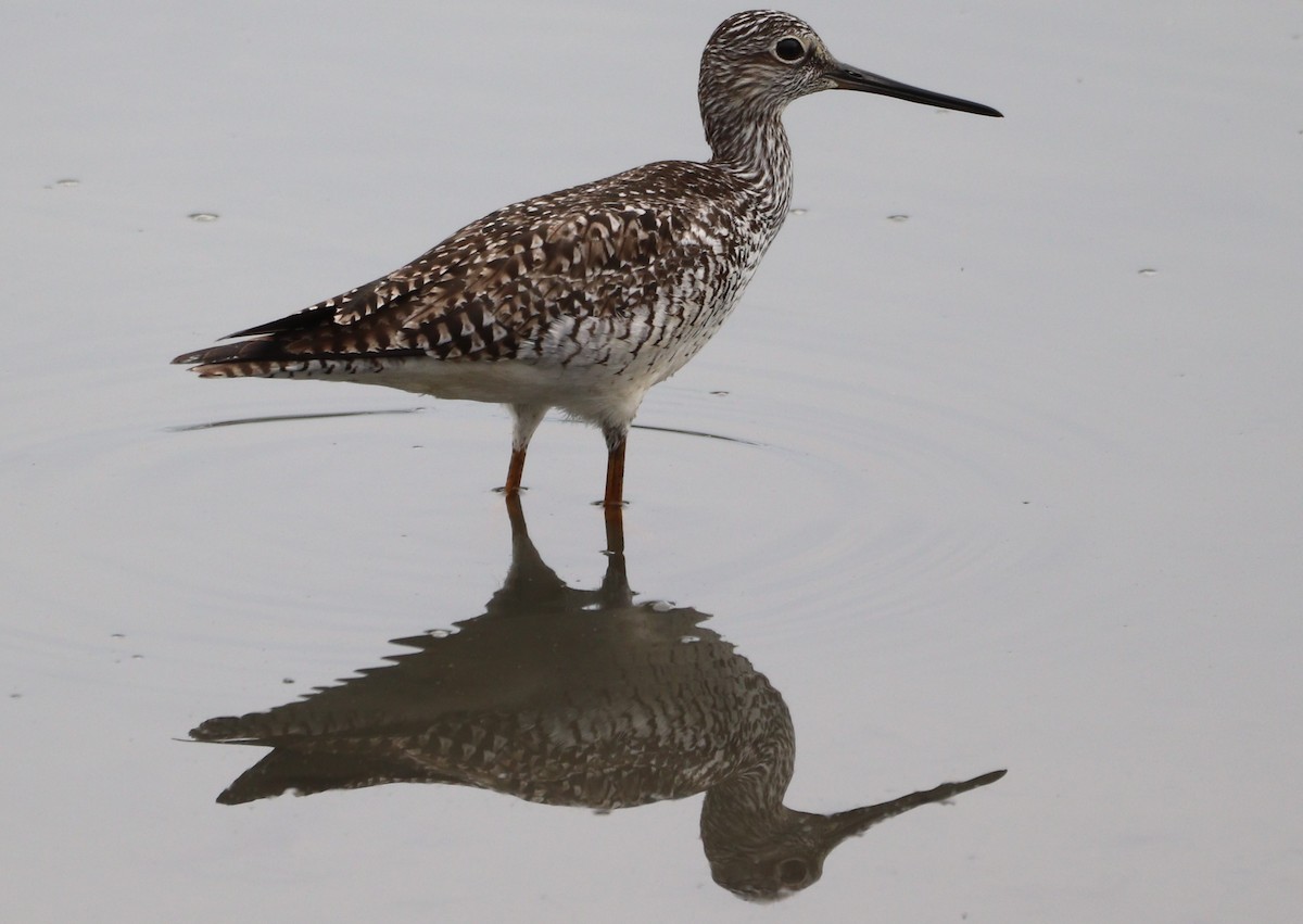 Lesser Yellowlegs - ML619056423