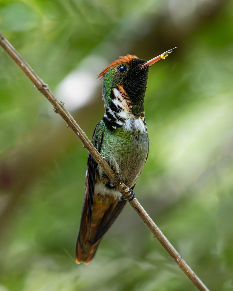 Frilled Coquette - Katia Oliveira