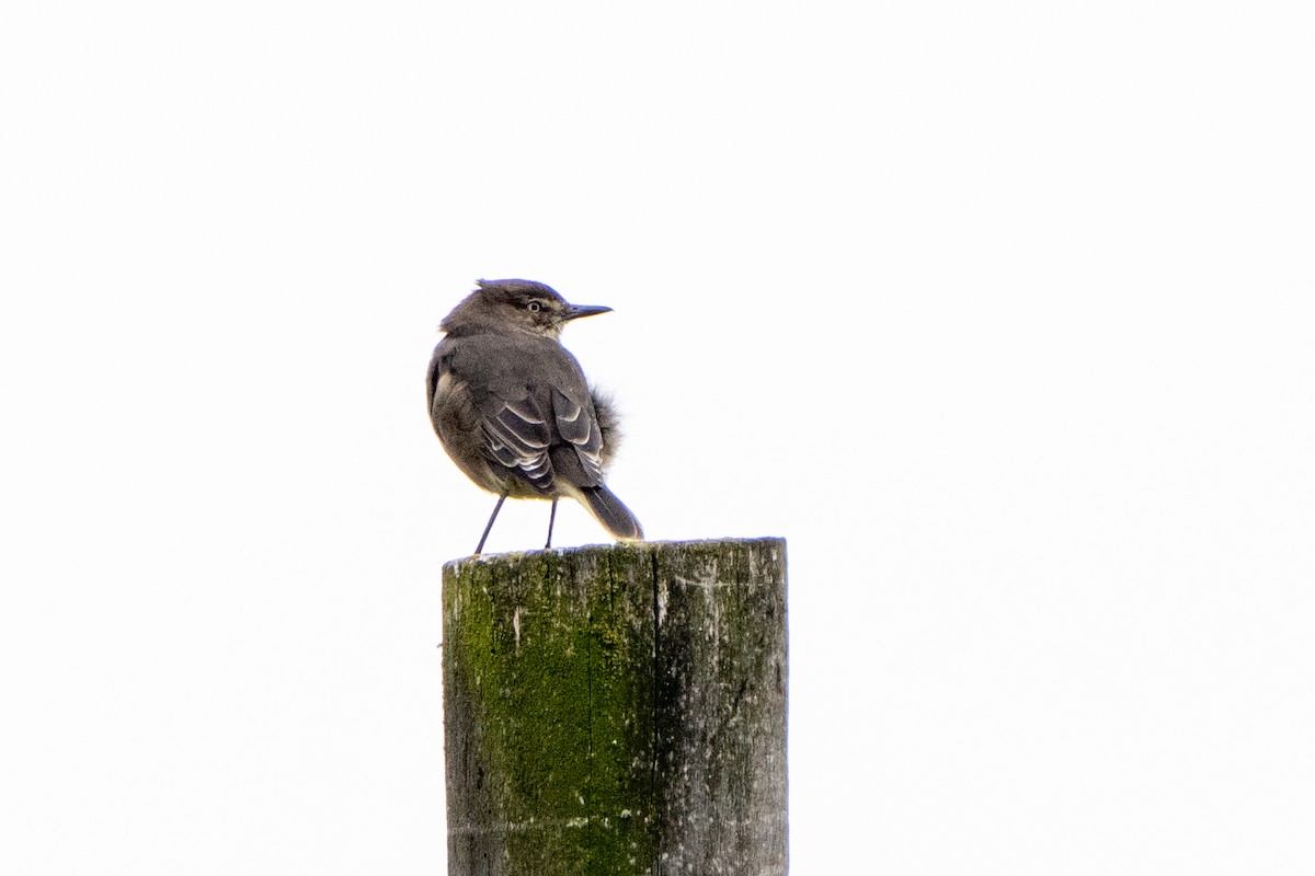 Black-billed Shrike-Tyrant - Hanna Zhao