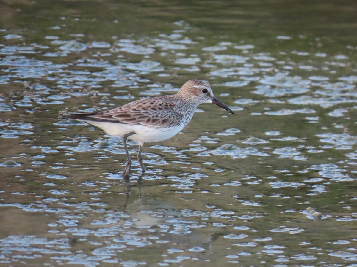 White-rumped Sandpiper - robert wellens