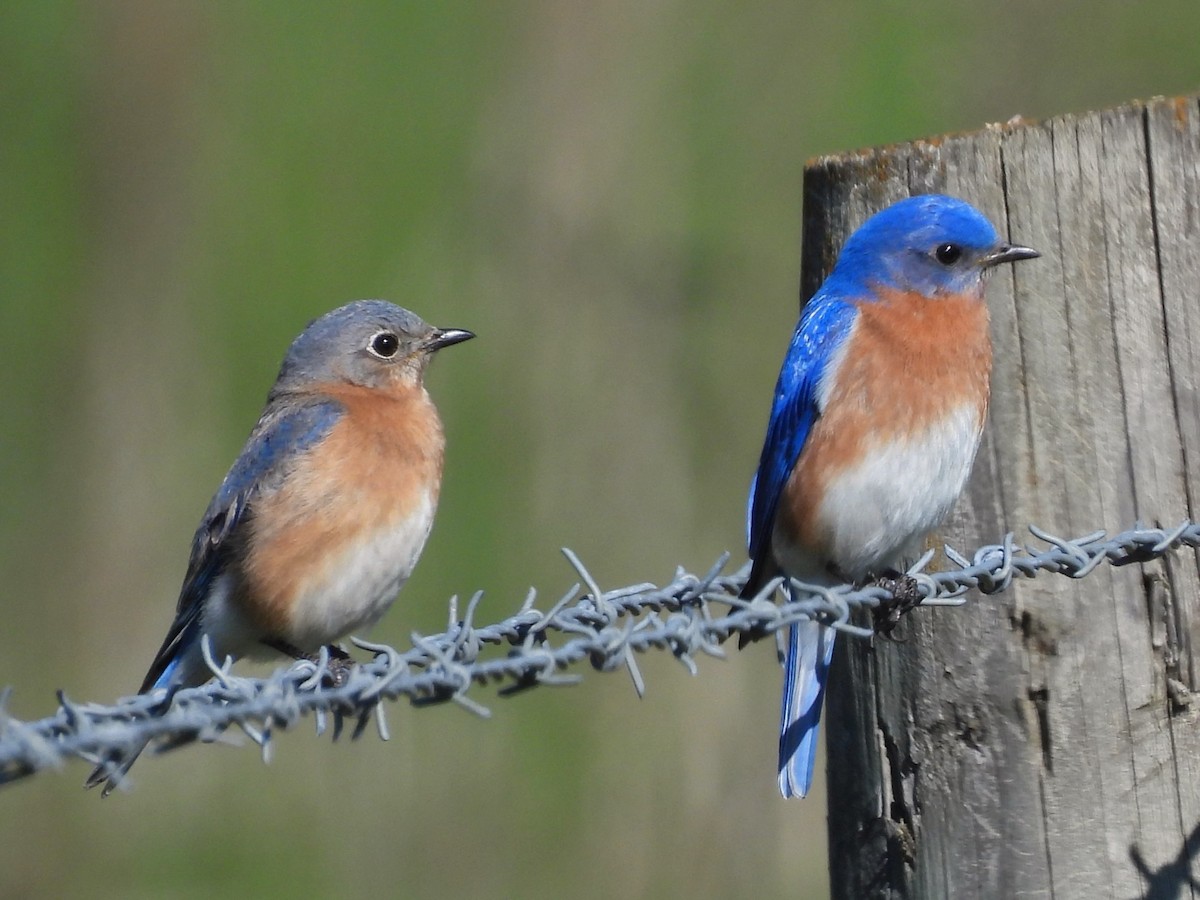 Eastern Bluebird - Kate Atkins