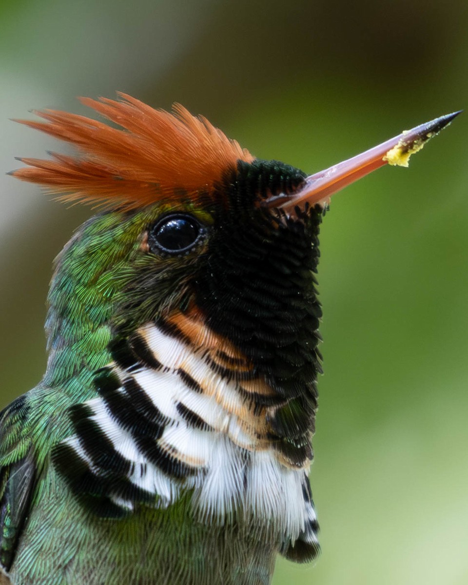 Frilled Coquette - Katia Oliveira